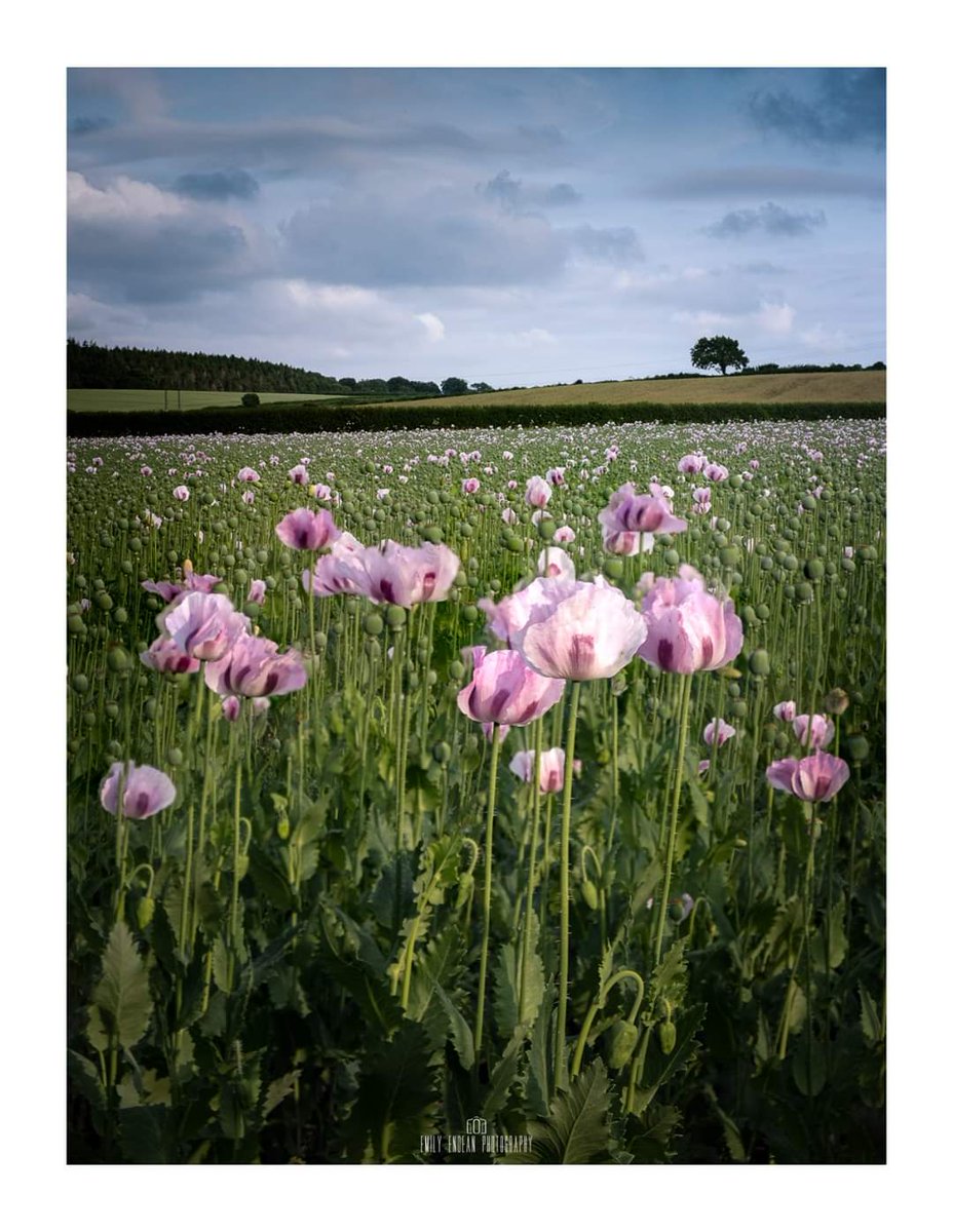 One from the pink poppies of Dorset last week.... already battered by the wind and rain we had. 

I dont post very regularly on here so do hit me up on insta if you like!  

Thanks for looking guys! 🙏