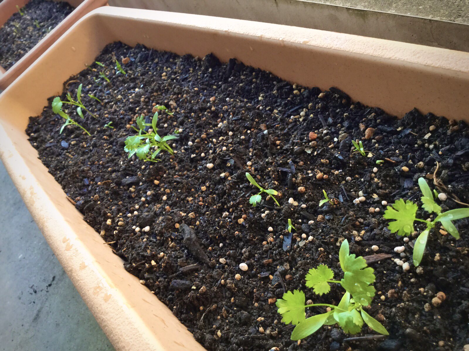 ぴょん太 ベランダのパクチーが パクチーっぽくなってきた 第2プランターもようやく芽が出てきて成長が楽しみ パクチー コリアンダー 家庭菜園 T Co B29ex3jorl Twitter