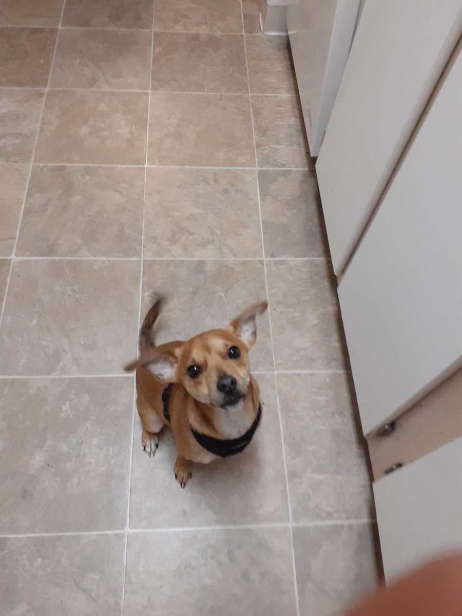 xBaBy_MaKeRx's tweet image. Waiting for his treat. Best lil dog ever. #chawinnie #streamerpets #GamersUnite