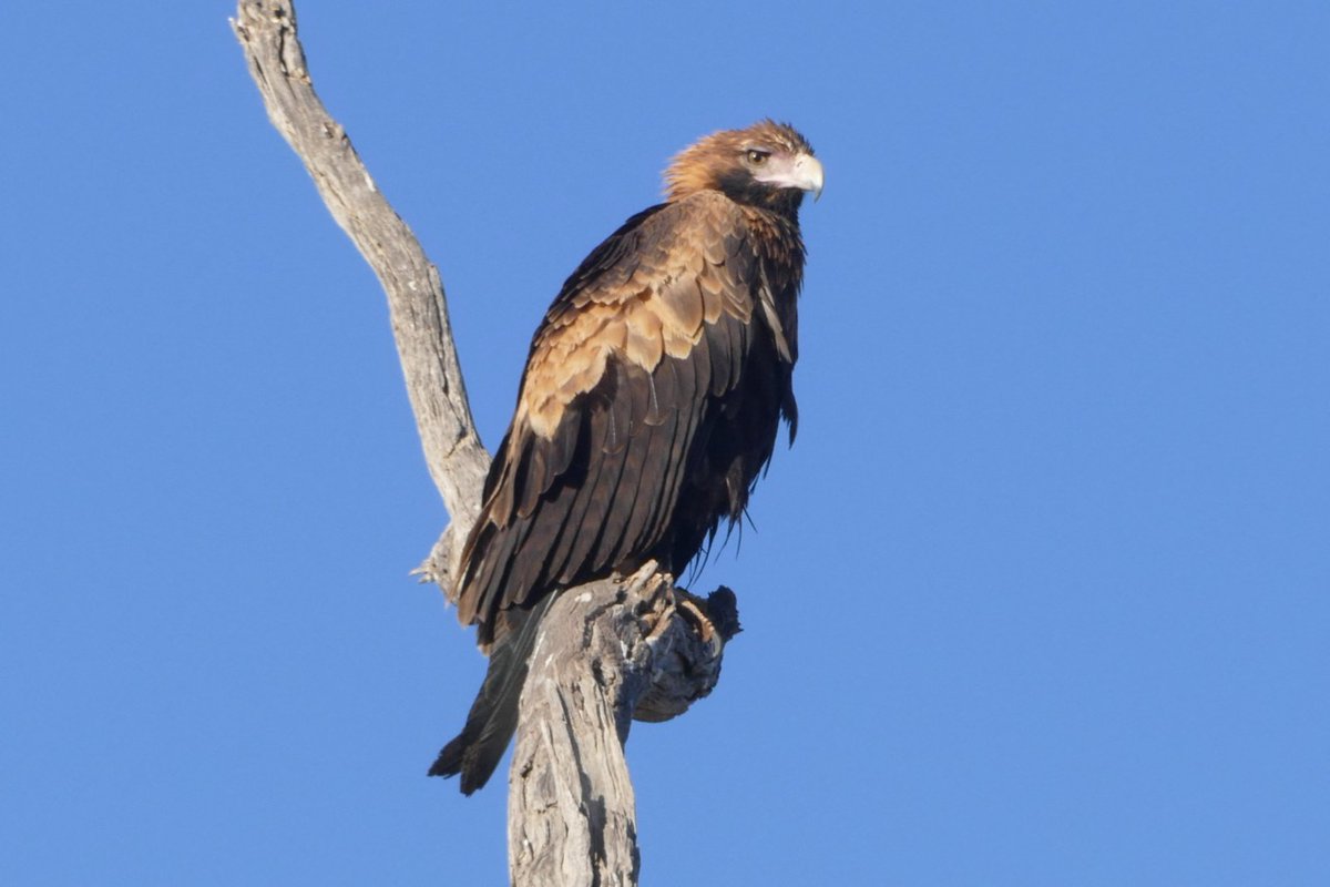 Thank you so much to everyone who has made a tax-deductible donation to our Vital Work Appeal 2020 :). There is still time to help save South Australia's wildlife and reduce your tax at the same time! naturefoundation.org.au/support-us/our… 📷 Wedge-tailed eagle by Phil Cole