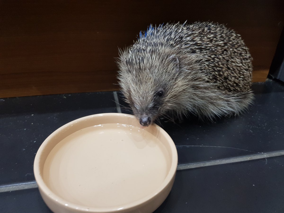 hedgehog with dish of water