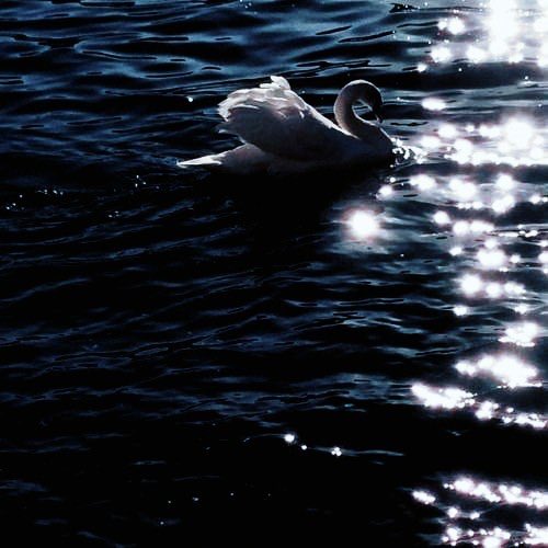 bIoodydiamonds's tweet image. ❝𝐅𝐀𝐈𝐋𝐔𝐑𝐄 𝐈𝐒 𝑵𝑶𝑻 𝐀𝐍 𝐎𝐏𝐓𝐈𝐎𝐍.❞

( serena lightbody is a hunger games original character written by #APOLLON. she was born into a lavish lifestyle in district one and trained as a career. at eighteen, she volunteered as a female tribute in the annual games. )