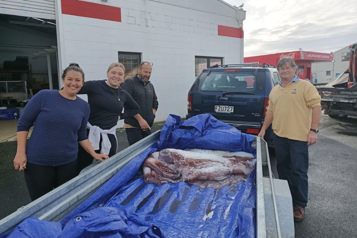 The University of Waikato 🎓 (@waikato) on Twitter photo A rare giant squid caught off #Whakaari / White Island last week will be used by our <a href="/coastalmarinenz/">Coastal Marine Field Station University of Waikato</a> scientists to look into the effects on the ocean and marine life after the December 2019 eruptions 🌊🦑
Read the full story: bit.ly/3hYIRUs
#cmfs #waikatouni A rare giant squid caught off #Whakaari / White Island last week will be used by our <a href="/coastalmarinenz/">Coastal Marine Field Station University of Waikato</a> scientists to look into the effects on the ocean and marine life after the December 2019 eruptions 🌊🦑
Read the full story: bit.ly/3hYIRUs
#cmfs #waikatouni