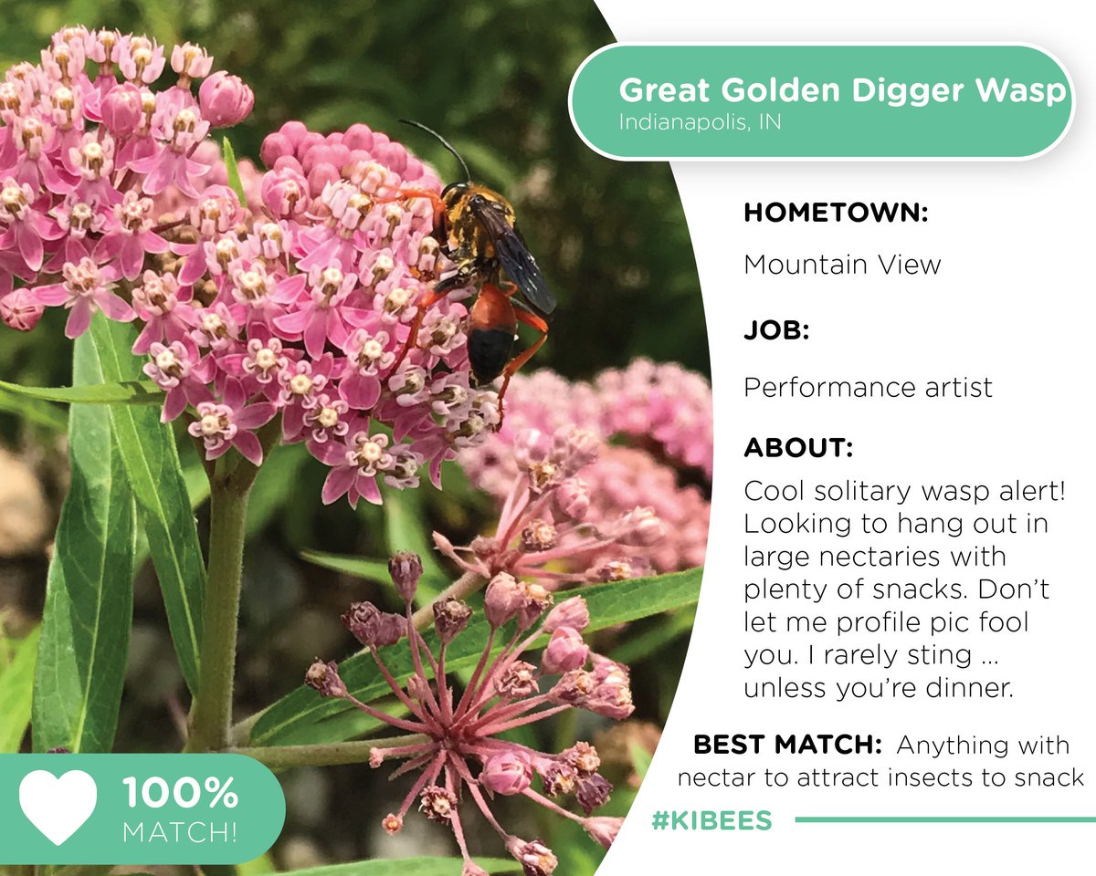 kibiorg's tweet photo. Hey cool wasps &amp; stingy-things! Great Golden Digger Wasp searching for nectar and a tiny bug snack. 🌱 #KIBEES #pollinatorweek #bumble #swiperight https://t.co/4W0KmXIlE5
