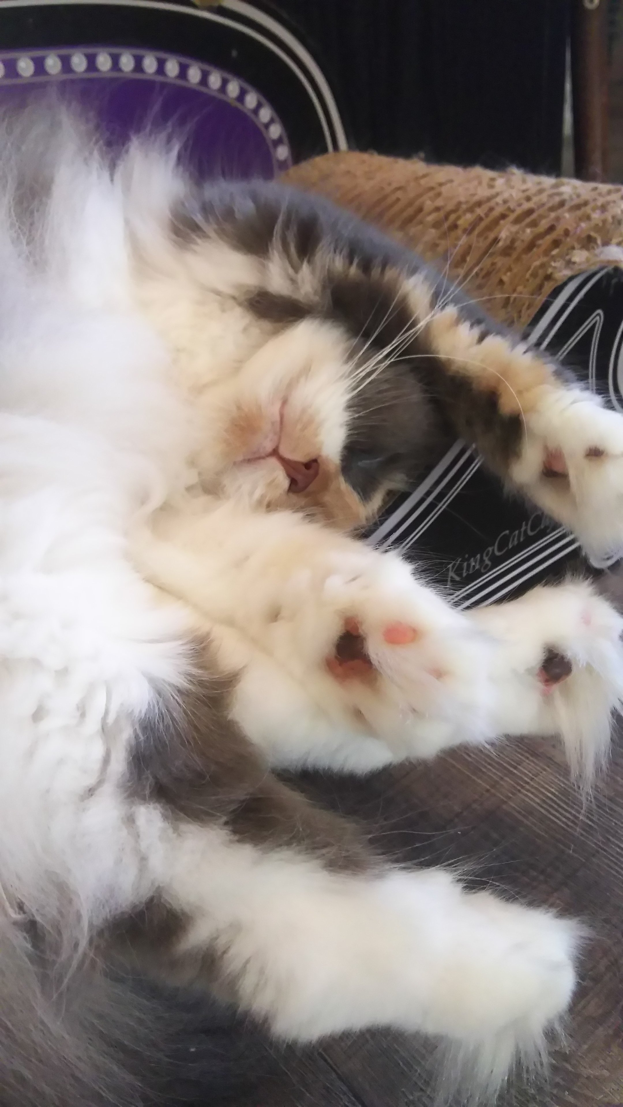 アニマルカフェ猫の王様 猫カフェ フクロウカフェ 爬虫類カフェだしナマケモノもおる店 この子全然動かないわね とよく言われるキャリーさん よく寝る彼女の肉球はオススメです プニプニに癒やされます 本日は都合により閉店時間が変更になる