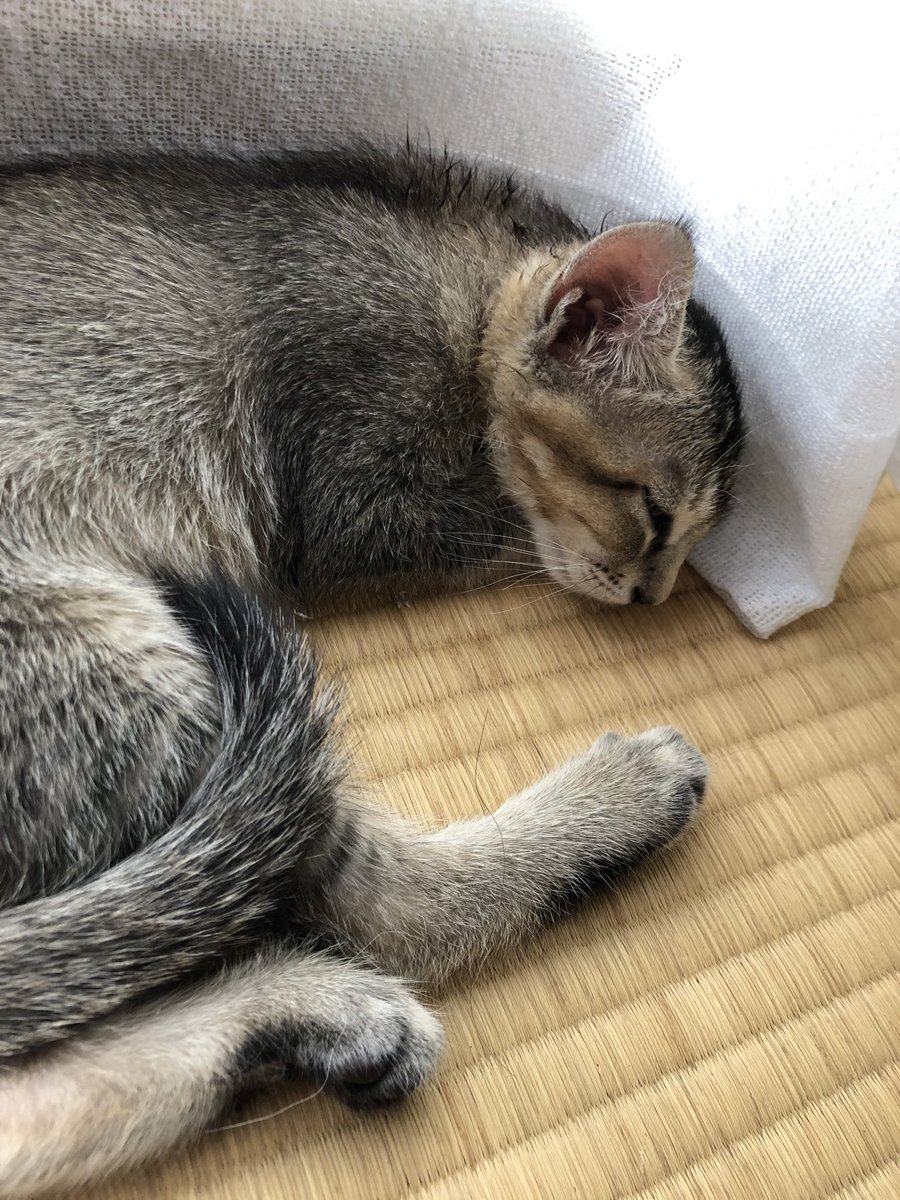 こっぱ みんなお昼寝 チワワ ロシアンブルー 子猫 お昼寝タイム 犬好きさんと繋がりたい 猫好きさんと繋がりたい 犬と猫の居る暮らし こっぱ みんなお昼寝 チワワ ロシアンブルー 子猫 お昼寝タイム 犬好きさんと繋がりたい 猫好きさんと繋がりたい 犬と猫の居る暮らし