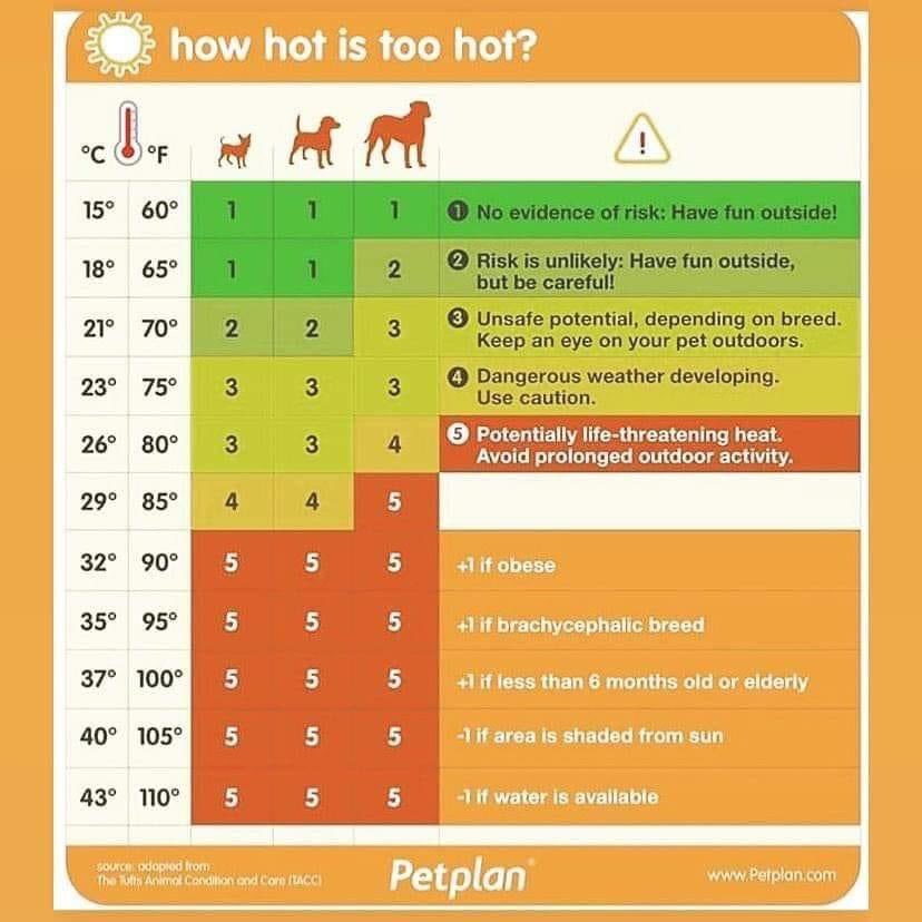 K9Finn's tweet photo. Please share....

Think before taking your dog out🐾

#FabulousFinn #FinnsLawPart2 #dogsdieinhotcars #summer #AnimalWelfare https://t.co/ZQhgexeDkT