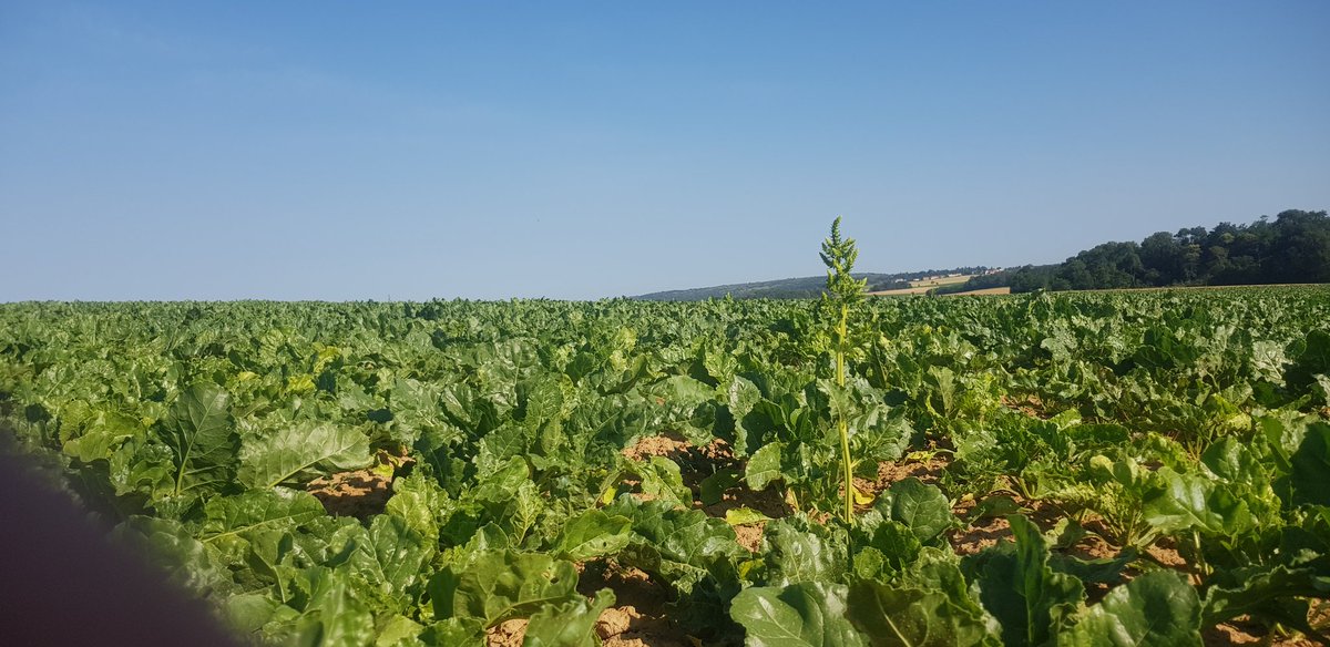 Guillaume Vanthuyne tweet media