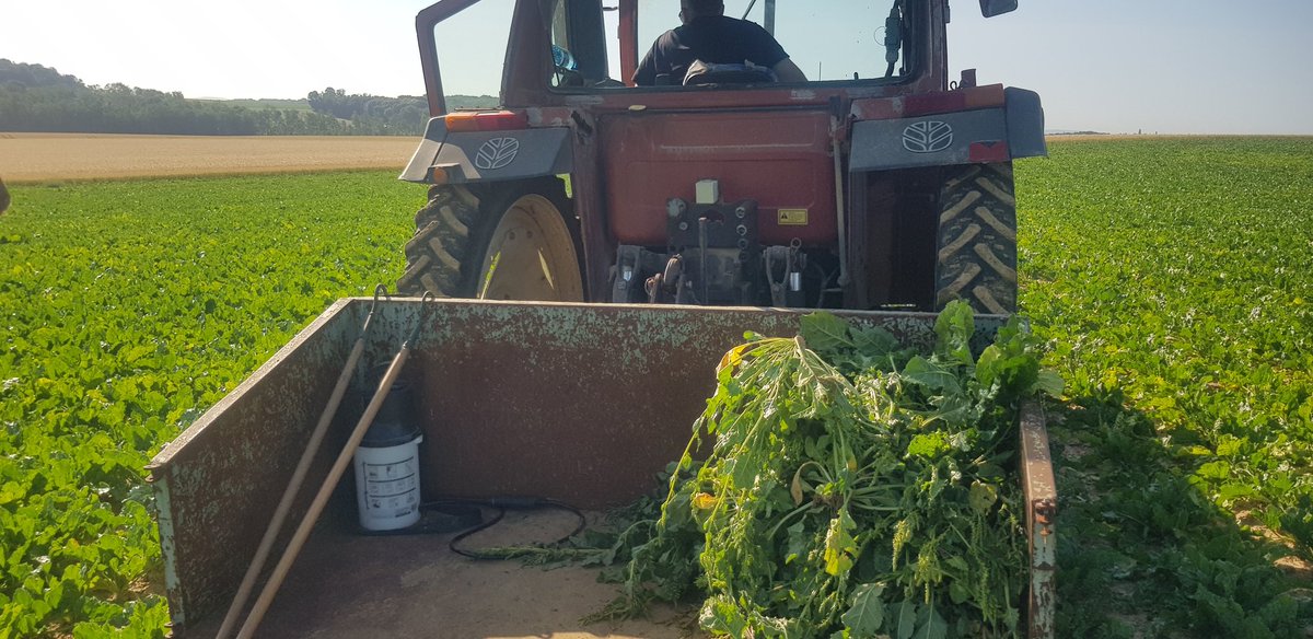 Guillaume Vanthuyne (@vanthuyne_g) on Twitter photo Le saviez-vous ? Afin de préserver la propriété de leurs parcelles, les agris éliminent "les betteraves montées". Plante bisannuelle, quelques spécimens, montent à graine en qq mois, ce qui risque de d'engendrer d'autres betteraves montées étouffant les autres + tard <a href="/_MissBetter/">Miss Better</a> Le saviez-vous ? Afin de préserver la propriété de leurs parcelles, les agris éliminent "les betteraves montées". Plante bisannuelle, quelques spécimens, montent à graine en qq mois, ce qui risque de d'engendrer d'autres betteraves montées étouffant les autres + tard <a href="/_MissBetter/">Miss Better</a>