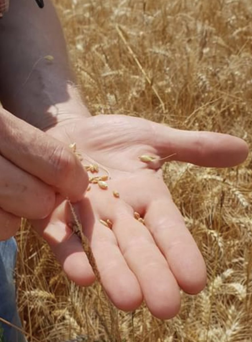mturbaux's tweet photo. Les moissons chez les membres @TurboCereal  c’est parti  en escourgeon et rapidement en colza   Bonne moisson à tous #FaireEnsemble  #coproduire votre pain de demain #blockchain #fintech #agriculture #cereal https://t.co/rNB2OJgMsw