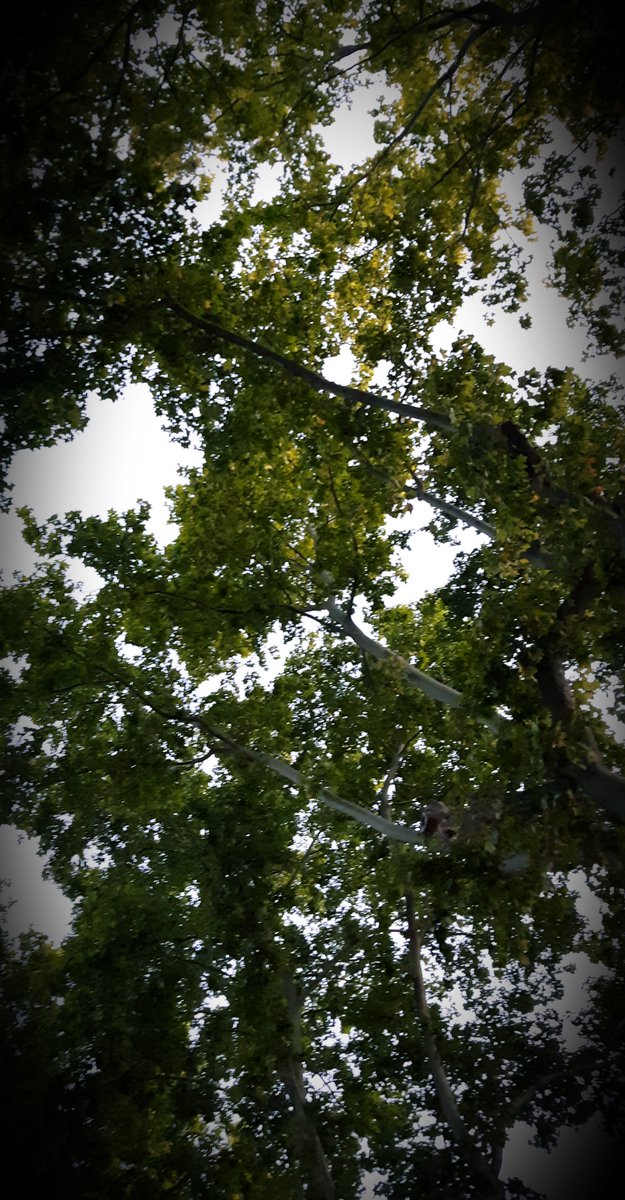 Le #vote est pas qu'un simple droit des citoyens. 
Il est l'expression ultime de la démocratie qui nous permet, avec liberté et indépendance, d'exprimer nos opinions et de choisir nos dirigeants.
Le #28juin , je #vote @Saurel_P #MontpellierLaCitoyenne 
#VOTONS 👌