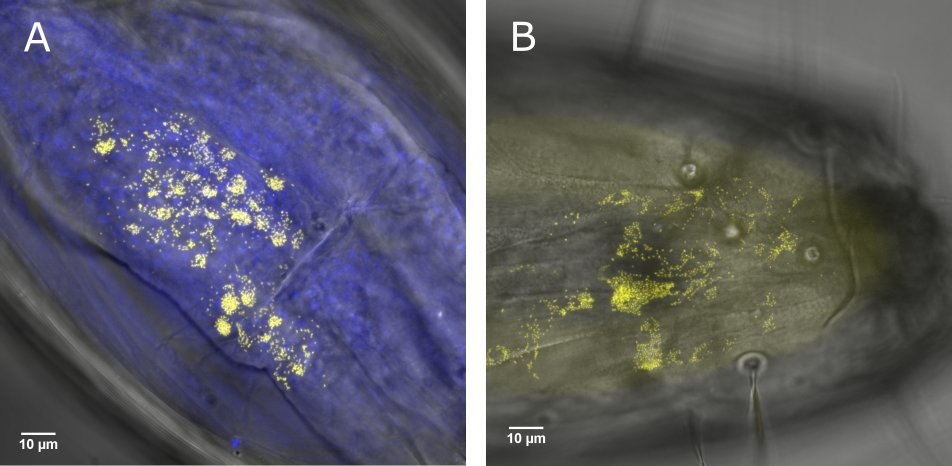 New preprint with  @TheLadybirdman  @Baylism and  @sio_stef describing which tissues a Rickettsia bacterium is present in within the pesky Scottish Highland midge!  https://biorxiv.org/cgi/content/short/2020.06.23.166496v1 (1/7)