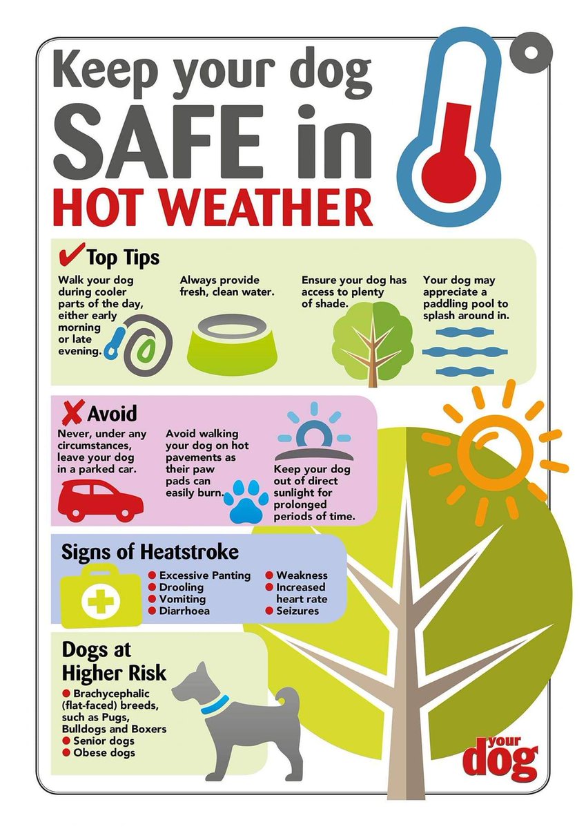 woofstockuk's tweet photo. Morning #woofstockers it is going to be hot this week. We know our #woofstock family are a sensible bunch but please share this post. Also a little know fact but fake grass also gets very hot too, the industry guidelines are to keep pets off it in the heat.🐾🐕♥️ https://t.co/zjyHrJ5sFF