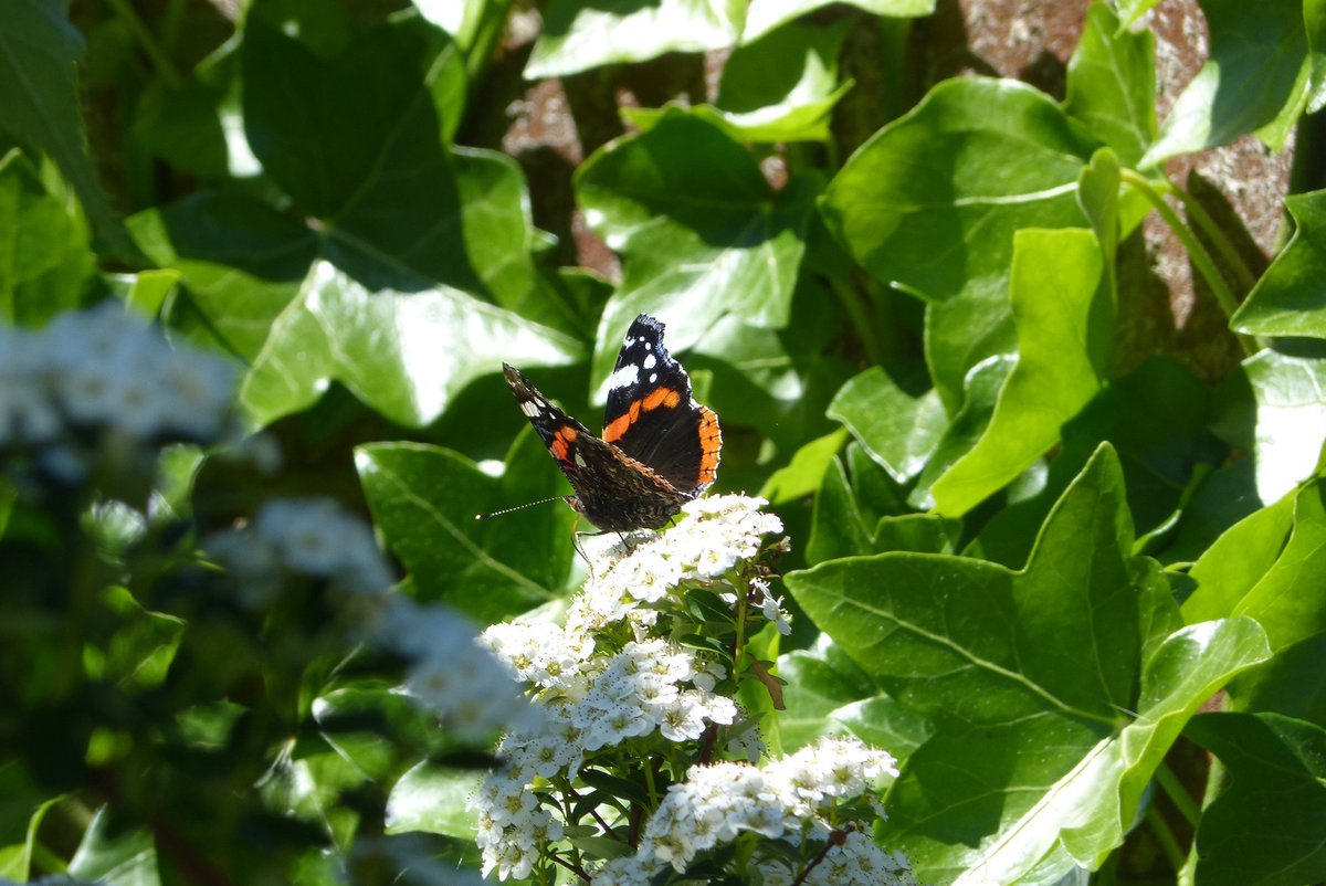 PTES's tweet photo. Nectar-rich flowers, a wild corner, no pesticides. Just a few simple things butterflies will thank you for 🐛🦋🌼 

Get your free e-pack and help insects in your garden today: https://t.co/as9IS6v6Bi

#NIW2020 #InsectWeek #RedAdmiral #InsectChampion https://t.co/lgXeXKfDnu