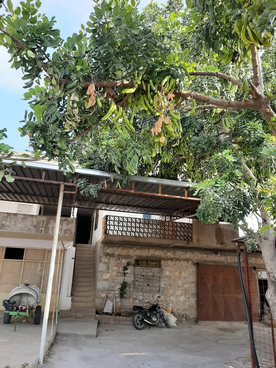 Mersin -Erdemli İlçesi Limonlu beldesinde bir keçiboynuzu meyvesi ağacı