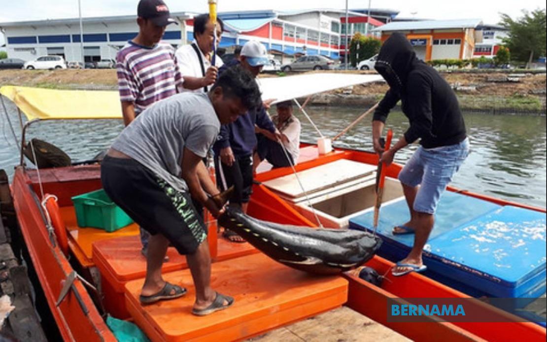 Gojira Rawrr On Twitter Whaat Sate Tuna Wahh Menariknya Okay Good2 Tak Sangka Perairan Laut Sabah Labuan Ada Ikan Tuna Ye