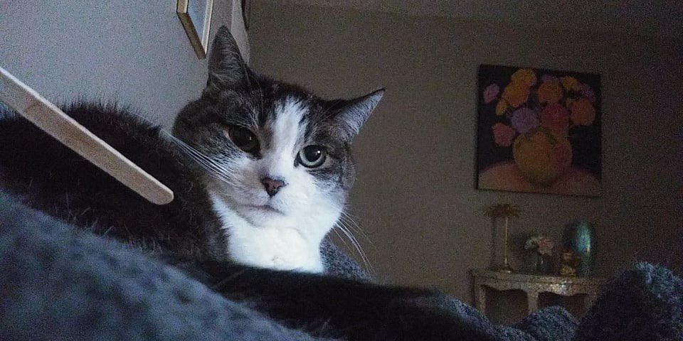 funkeyroxie's tweet photo. Do Not Look At Me. Do Not Percieve me. https://t.co/aHbJgkORFT