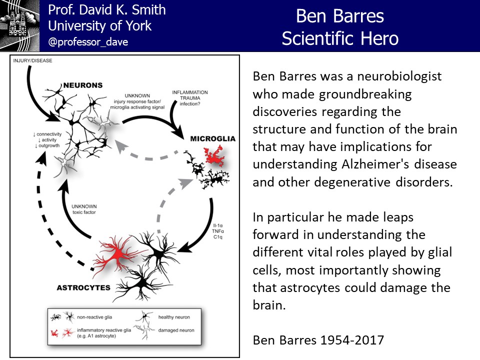 In his research, Ben helped understand the vital role played by glial cells in the brain and showed that astrocytes could damage the brain - these groundbreaking discoveries have implications in understanding degenerative disorders of the brain.