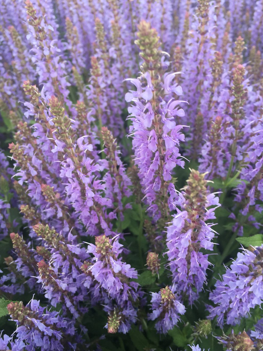 AllaKrymova's tweet image. Good morning my dear friends🌸🌿💞 Happy Wednesday💞💞🌿🌸