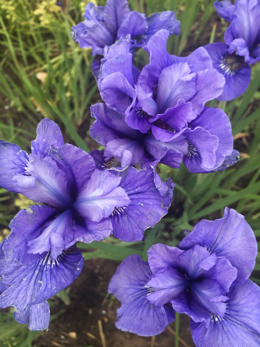 AllaKrymova's tweet image. Good morning my dear friends🌸🌿💞 Happy Wednesday💞💞🌿🌸