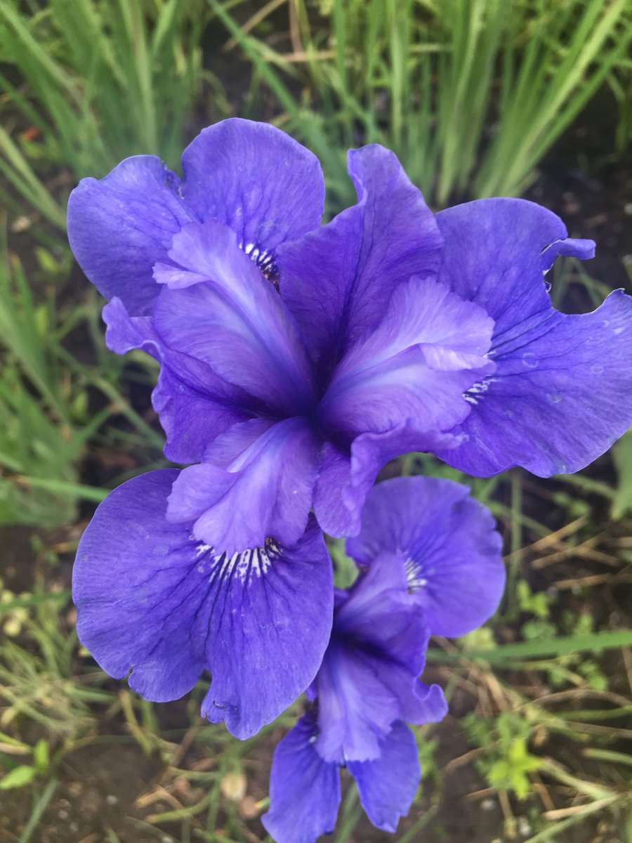 AllaKrymova's tweet image. Good morning my dear friends🌸🌿💞 Happy Wednesday💞💞🌿🌸