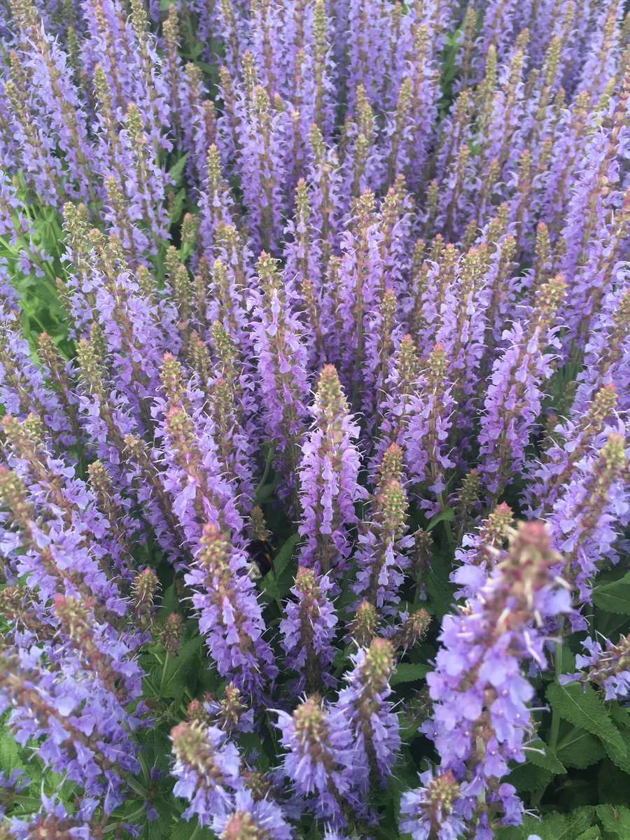 AllaKrymova's tweet image. Good morning my dear friends🌸🌿💞 Happy Wednesday💞💞🌿🌸