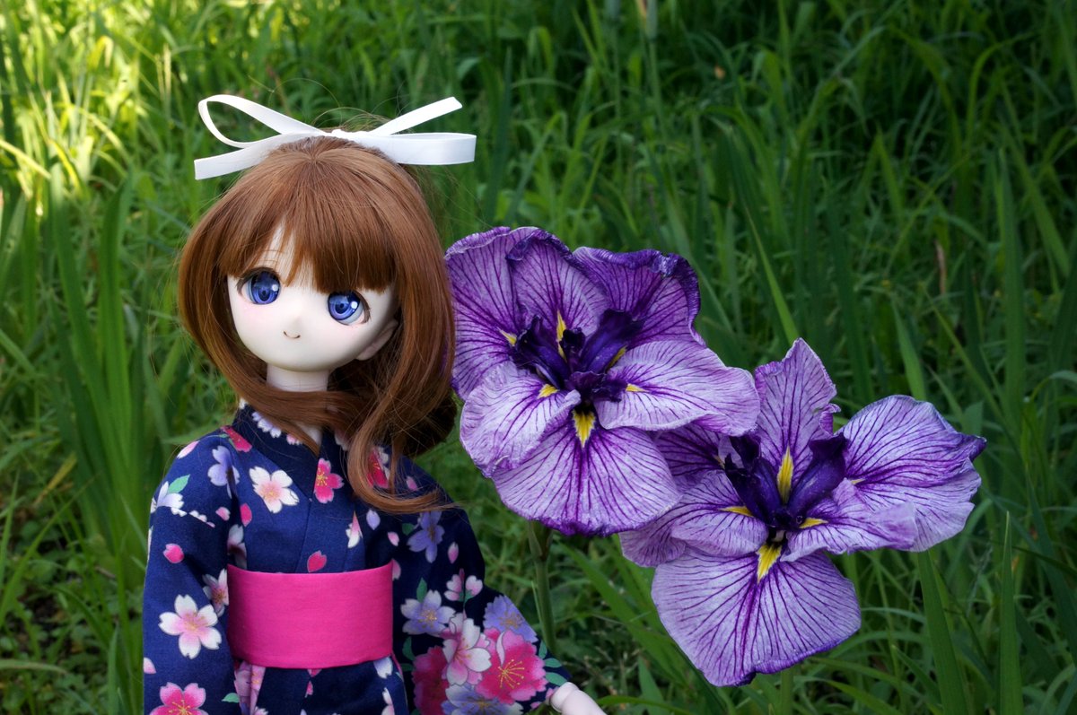 ccsakura1996's tweet image. 海蔵川沿いの菖蒲園です
今年は天気運悪すぎですが
ギリギリ花の時期に間に合いました
#うちの子かわいい #ドール野外撮影 #MDDはいいぞ #ねるっ子 #しますけ