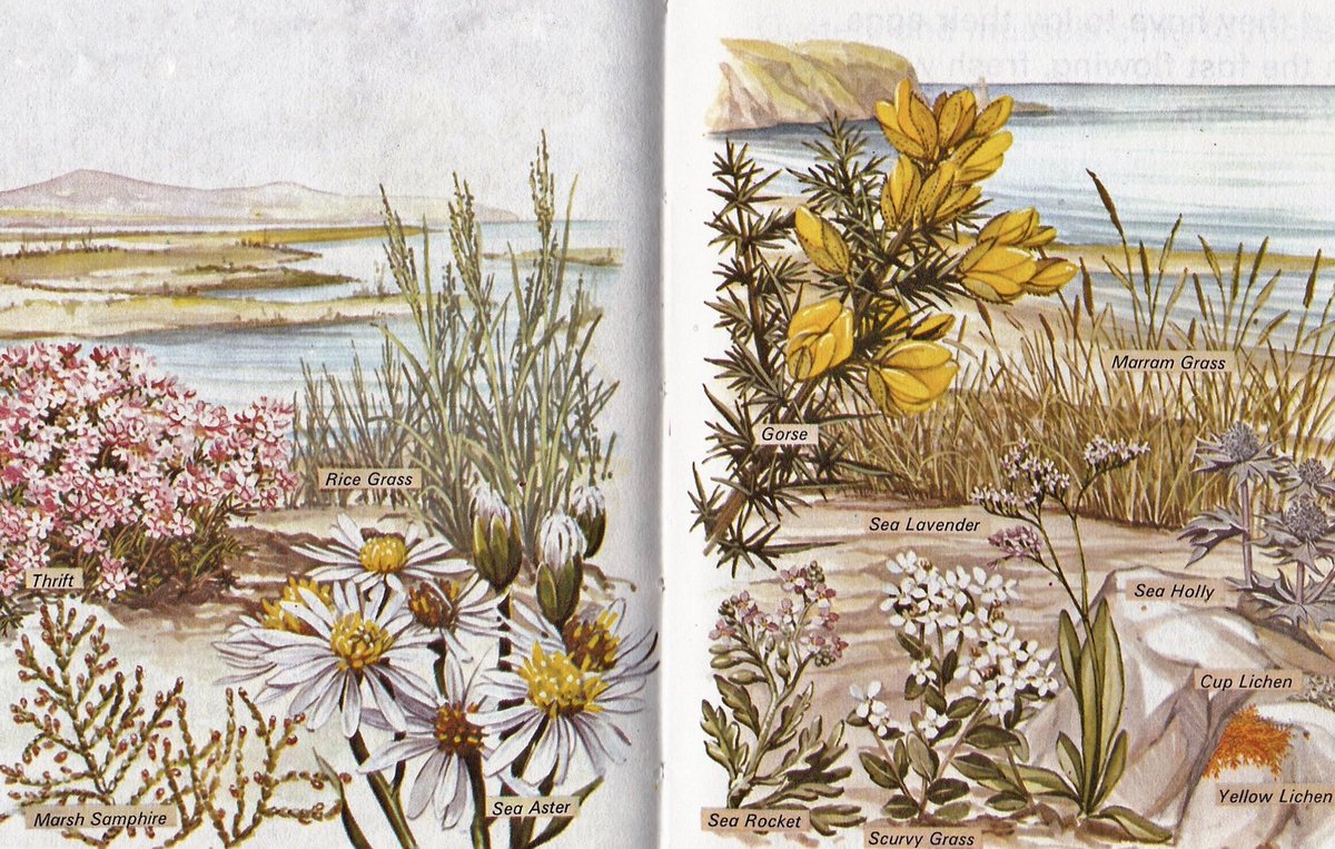 LBFlyawayhome's tweet image. Ladybird Nature Corner. 
Estuary plants
#DavidPalmer