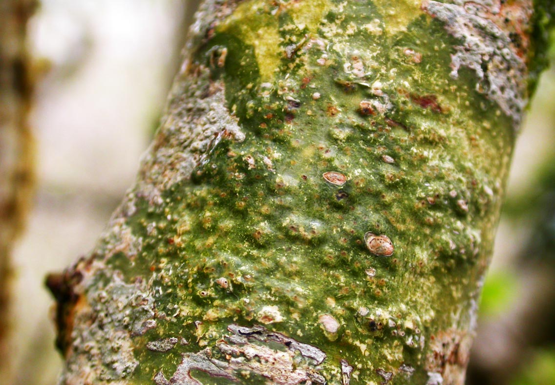 Extraordinary plants and ferns abound on the forest floor, while rare lichens, mosses and liverworts cloak the gnarled oaks, ash, hazel and birch.The lichen is astonishing - species including "blackberries in custard" (Pyrenula hibernica) are found nowhere else in Britain.