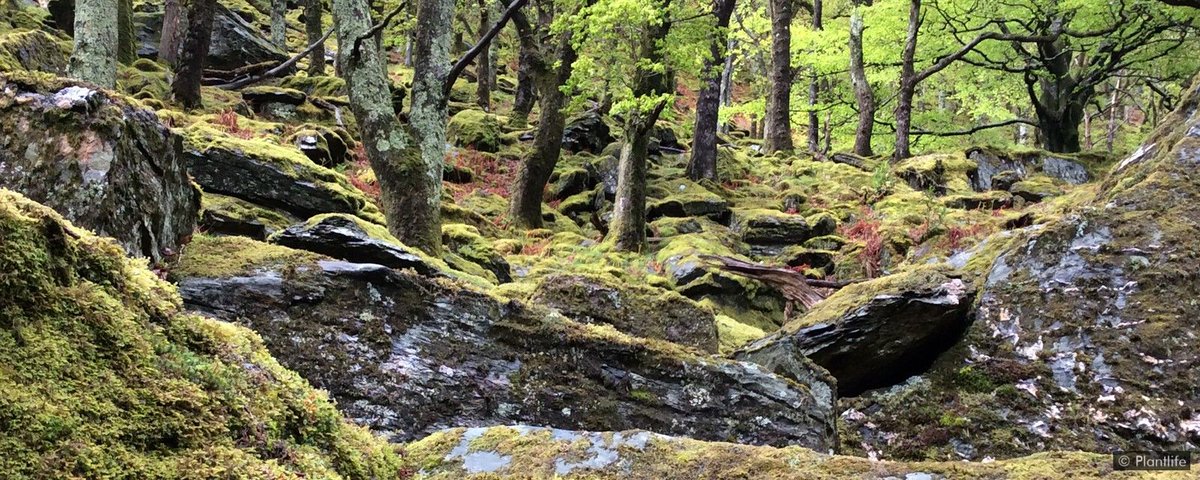 This ancient place is one of Europe's best remaining examples of Atlantic oak woodland, or temperate rainforest.But it's more than simply a remarkable ecosysytem, Coed Felenrhyd fringes the resting place of the mythical Pryderi, King of Dyfed in Wales' tales of the Mabinogion.