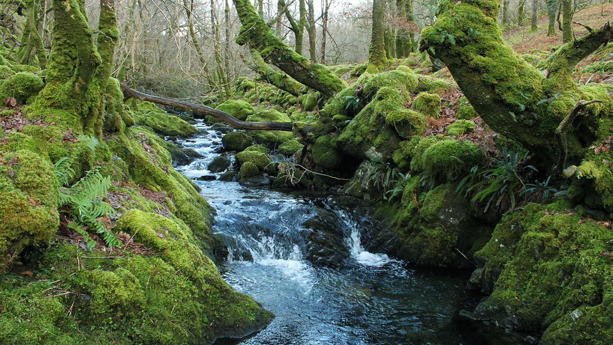 It's a place where nature and legend intertwine. It's a place of international significance.Secreted deep in the Ceunant Llennyrch gorge, at the beating heart of the Snowdonia National Park, a wild, hidden prehistoric rainforest lies undisturbed by man…THREAD 