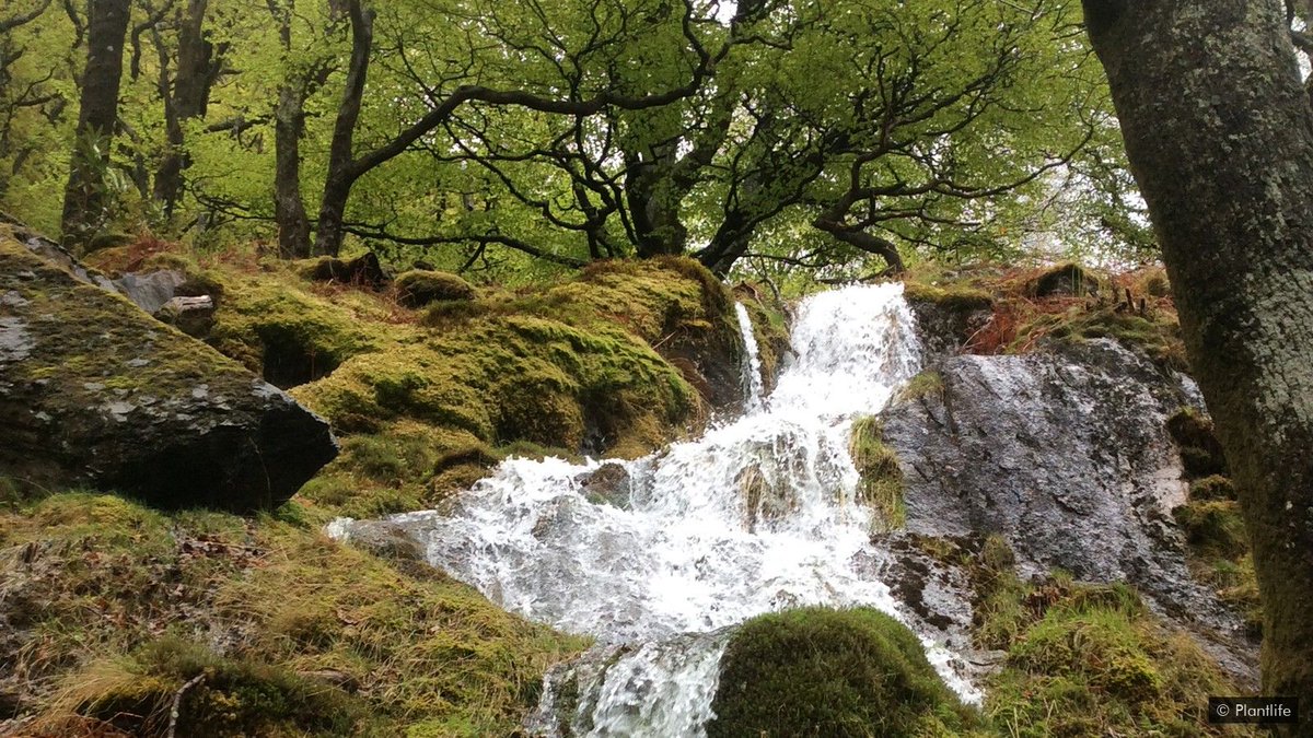 It's a place where nature and legend intertwine. It's a place of international significance.Secreted deep in the Ceunant Llennyrch gorge, at the beating heart of the Snowdonia National Park, a wild, hidden prehistoric rainforest lies undisturbed by man…THREAD 