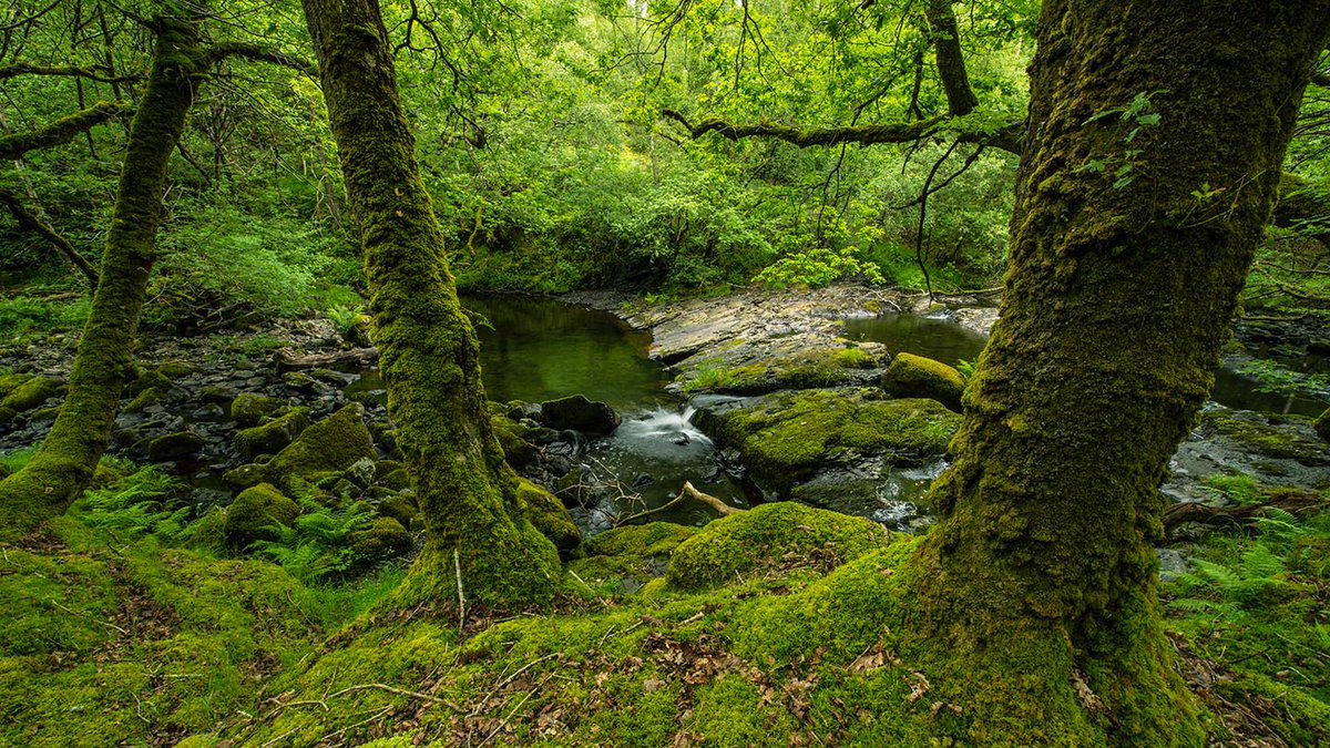 Coed Felenrhyd has stood largely untouched for 10,000 years.And in this unique wood's sheltered gorge setting, in a region where it rains on average 200 days a year, the streams and waterfalls that cross the landscape have created an ecosystem where life thrives.