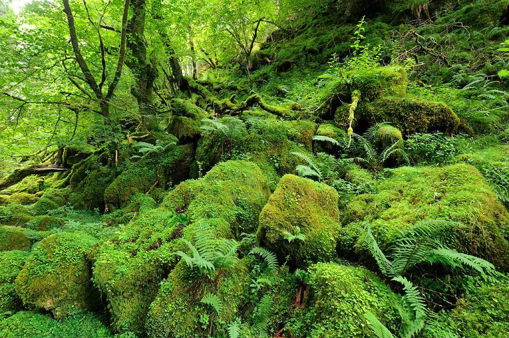 Extraordinary plants and ferns abound on the forest floor, while rare lichens, mosses and liverworts cloak the gnarled oaks, ash, hazel and birch.The lichen is astonishing - species including "blackberries in custard" (Pyrenula hibernica) are found nowhere else in Britain.