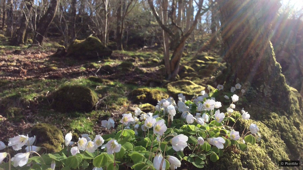 Extraordinary plants and ferns abound on the forest floor, while rare lichens, mosses and liverworts cloak the gnarled oaks, ash, hazel and birch.The lichen is astonishing - species including "blackberries in custard" (Pyrenula hibernica) are found nowhere else in Britain.