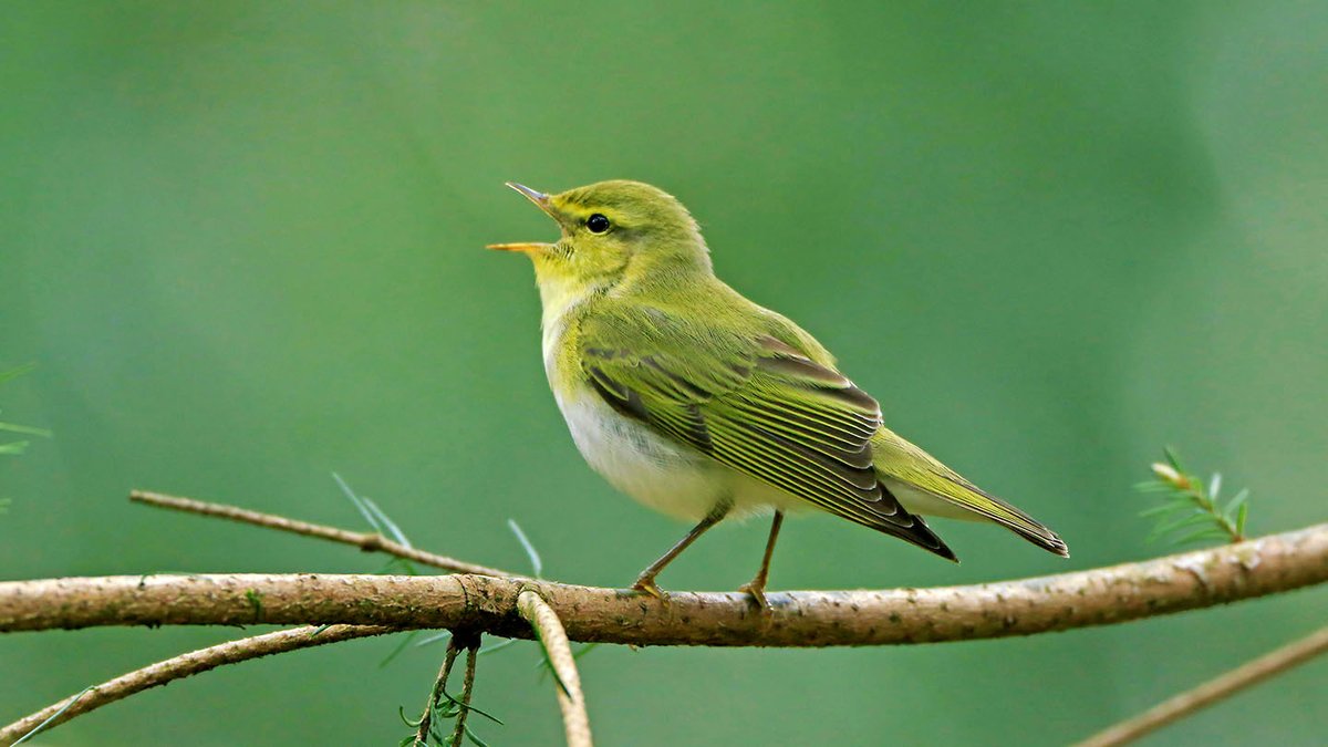 As well as rare plants and fungi, the rainforest is home to wood warblers and redstarts, whose populations are declining elsewhere in Europe. There are brimstone butterflies and the rare lesser horseshoe bat, while otters hunt in the glistening Afon Prysor at the forest’s edge.
