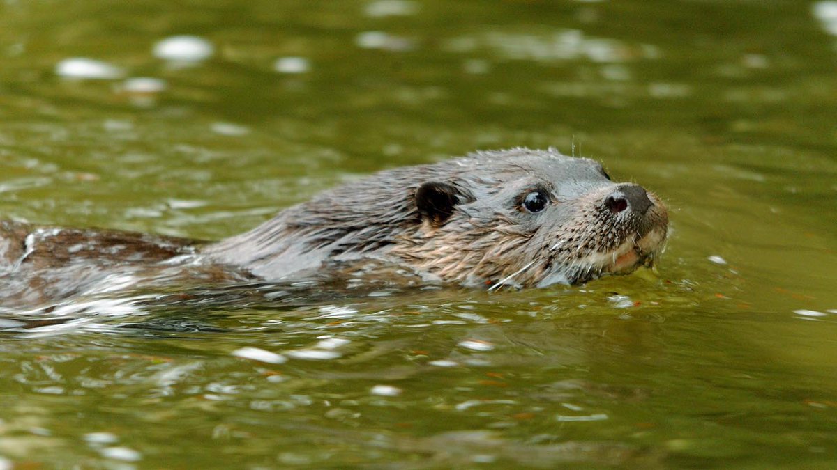 As well as rare plants and fungi, the rainforest is home to wood warblers and redstarts, whose populations are declining elsewhere in Europe. There are brimstone butterflies and the rare lesser horseshoe bat, while otters hunt in the glistening Afon Prysor at the forest’s edge.