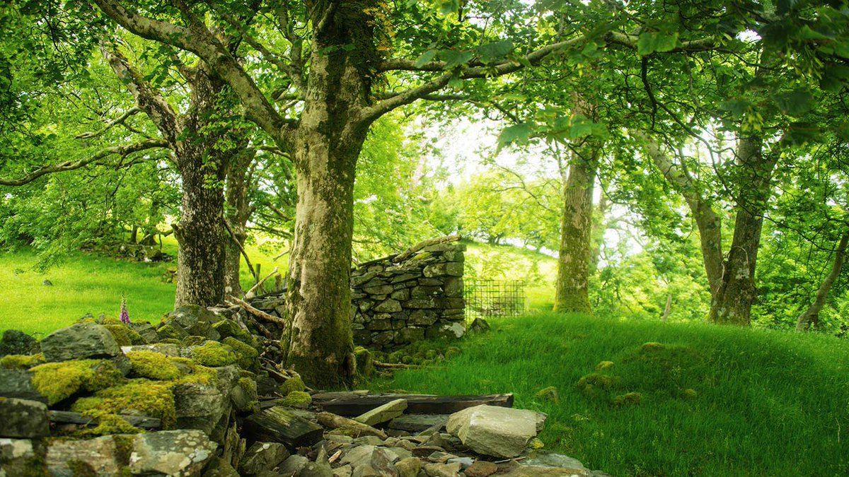 This bewitching, primeval rainforest doesn't simply contain some of the rarest species, it is - in itself - an exceptionally rare habitat.These precious oakwoods in the ancient kingdom of Meirionnydd are of global importance, and deserve the utmost care and special attention.