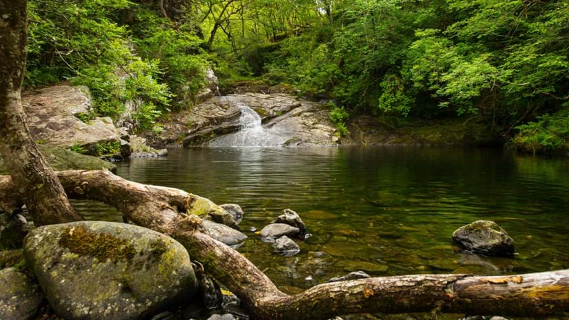 This bewitching, primeval rainforest doesn't simply contain some of the rarest species, it is - in itself - an exceptionally rare habitat.These precious oakwoods in the ancient kingdom of Meirionnydd are of global importance, and deserve the utmost care and special attention.