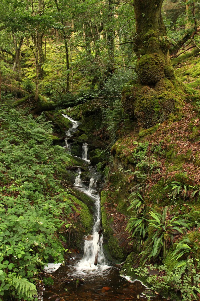 This bewitching, primeval rainforest doesn't simply contain some of the rarest species, it is - in itself - an exceptionally rare habitat.These precious oakwoods in the ancient kingdom of Meirionnydd are of global importance, and deserve the utmost care and special attention.