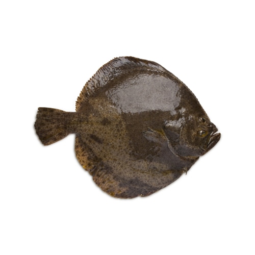 Hastings Fish tweet media