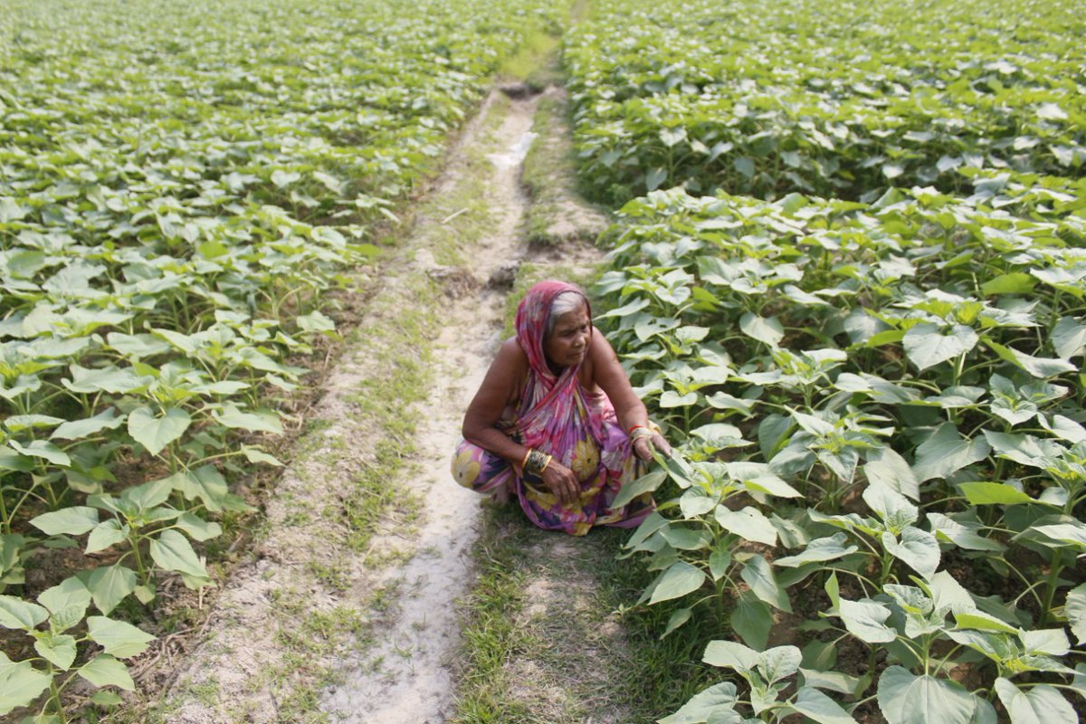 BpmuBasudevpur's tweet photo. More than 40 no. Of WSHGs of Basudevpur Block involved in different income generating activities #pisciculture #vegetablefarming #poultryfarming #mushroomcultivation due to relaxation of #lockdown restriction.
@BhadrakDswo @DM_Bhadrak https://t.co/vSSl9QD3Qi