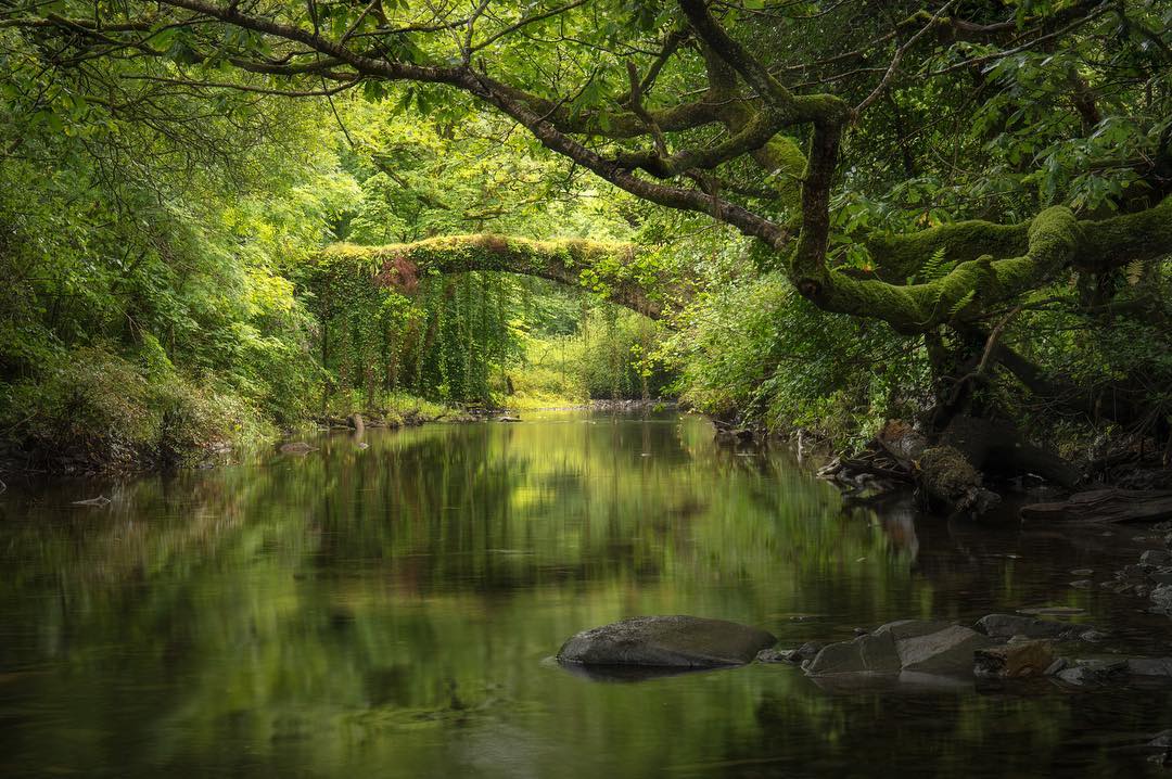 Coed Felenrhyd has stood largely untouched for 10,000 years.And in this unique wood's sheltered gorge setting, in a region where it rains on average 200 days a year, the streams and waterfalls that cross the landscape have created an ecosystem where life thrives.