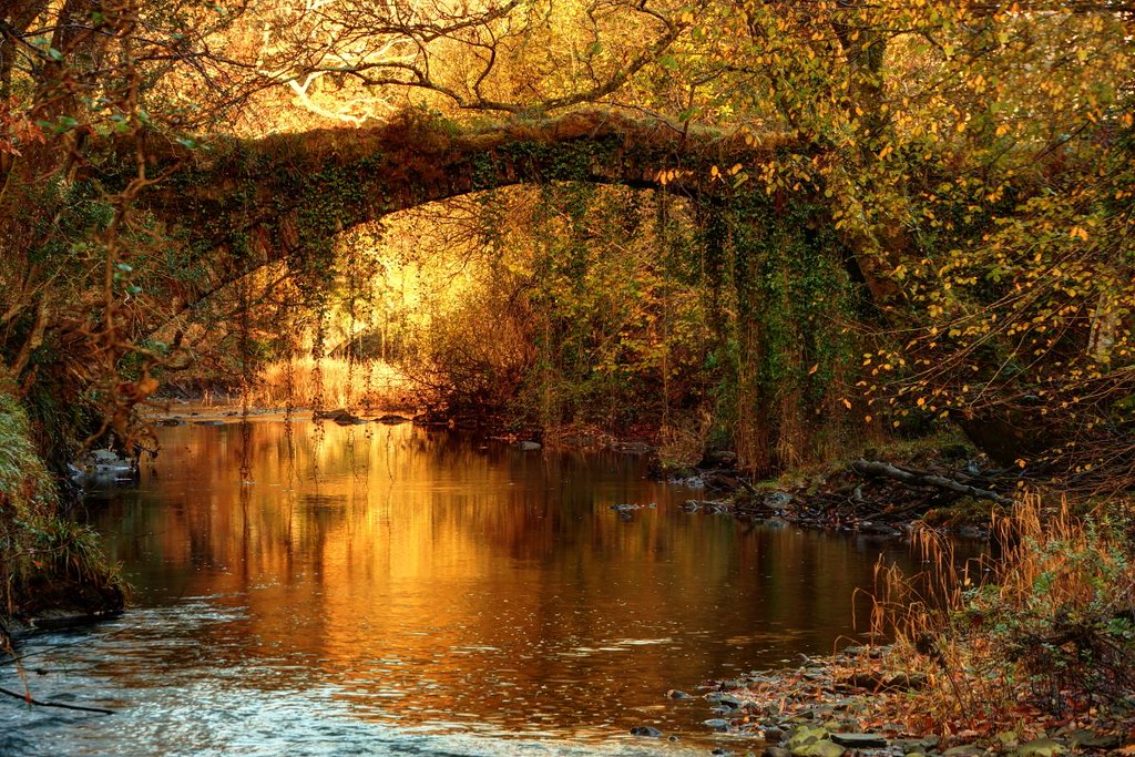 More on Coed Felenrhyd & Llennyrch (also known as Felinrhyd), in the Ceunant Llennyrch National Nature Reserve   https://celticrainforests.wales/coed-felenrhyd-llennyrch  https://www.theguardian.com/lifeandstyle/2015/nov/07/welsh-rainforest-british-adventure-walking   http://www.bbc.com/earth/story/20150605-important-rainforest-in-wales   https://www.woodlandtrust.org.uk/visiting-woods/woods/coed-felenrhyd-llennyrch/