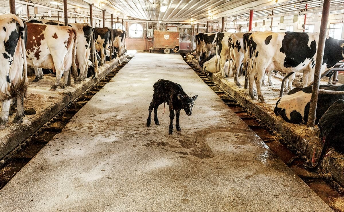 NoEnMiPlato's tweet photo. El precio que pagan los animales por un vaso de leche o un trozo de queso es inmenso.

Si podemos evitar todo este sufrimiento, ¿por qué no lo hacemos? Elige cambiar su destino.🌱
#GoVegan #Veganismo #IndustriaLáctea #Dairy
📷 @AnimaNaturalis https://t.co/2r5aEmsked