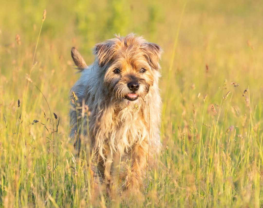 My beautiful old lady. Almost 15 and still bobbing along. #BorderTerrier #dogsoftwitter