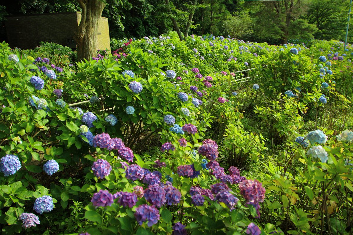中平 迅 目指してた葉山あじさい公園 公園の中べったりに あじさい しかも高台だから海も江ノ島も見える まさに穴場でした