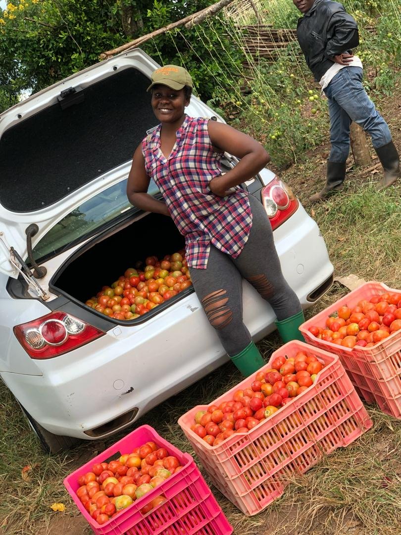 SandraNabasirye's tweet image. God has been merciful🙏 .
I transplanted these babies at the beginning of the lockdown and have now started earning MONEY!!
I call upon all beautiful ladies😍 to join the sector