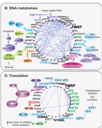 FEBSJournal's tweet photo. Novel FMRP interaction networks linked to cellular stress 
Mohamed S. Taha, Mohammad R. Ahmadian and team @HHU_de #cellstress #pulldown #RBP #RBPs #RNAbinding #MassSpec #FMRP https://t.co/dQ28La93me https://t.co/gHFzrWfI93