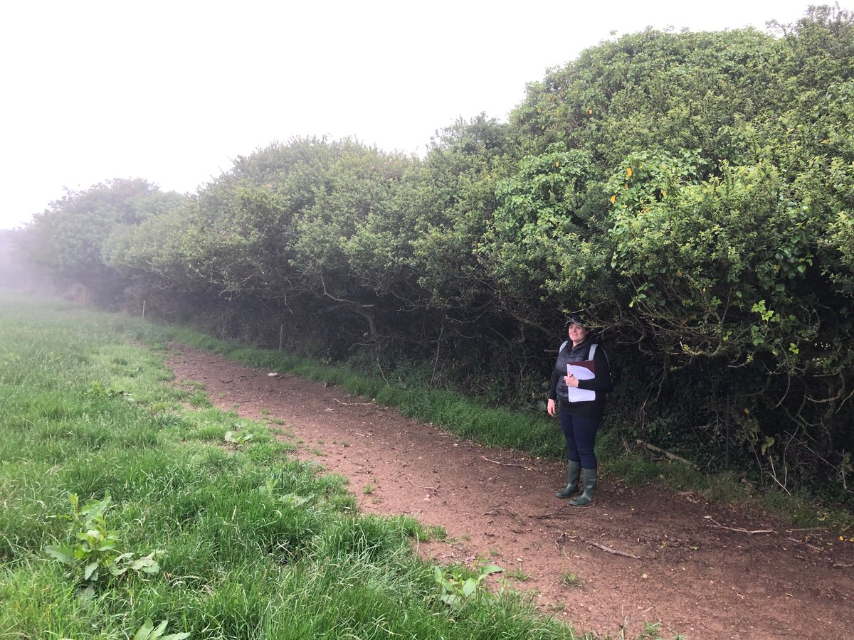 How would you like to be part of the action? Apply today to be part of the team investigating the potential of hedgerows in Ireland towards climate change mitigation 
topjobs-teagasc.thehirelab.com/LiveJobs/ViewJ…
Don't delay - apply today!